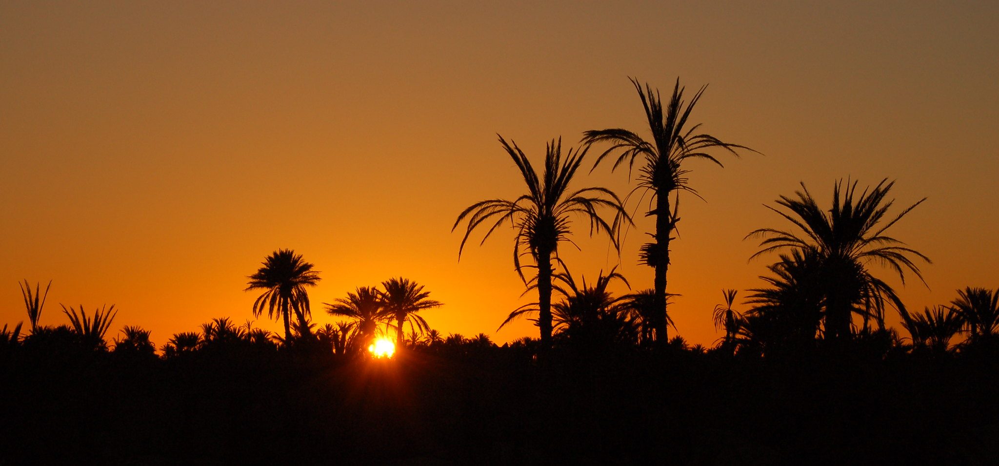palm dates date about aratice company trading