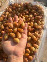 zahedi dates