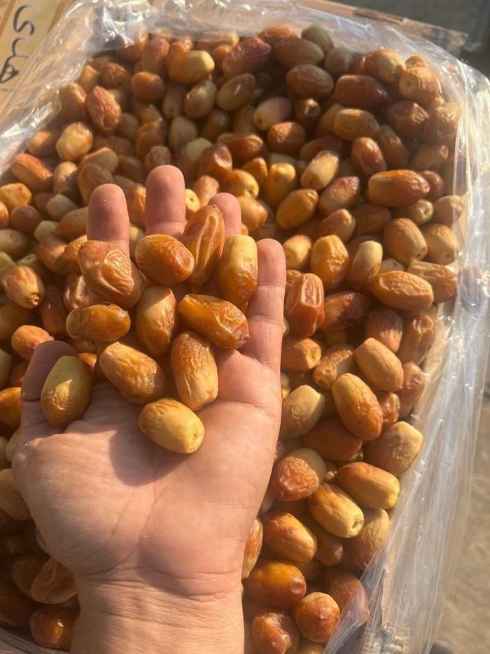 zahedi dates
